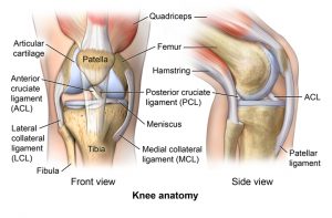 Anatomy of knee injury