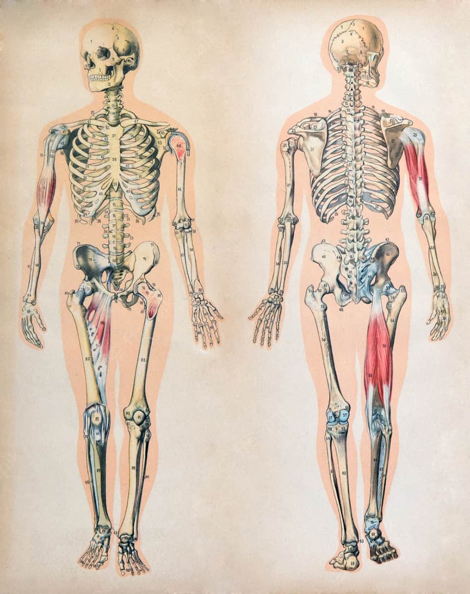body-anatomy-skeletal